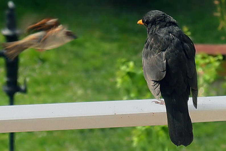birdrace