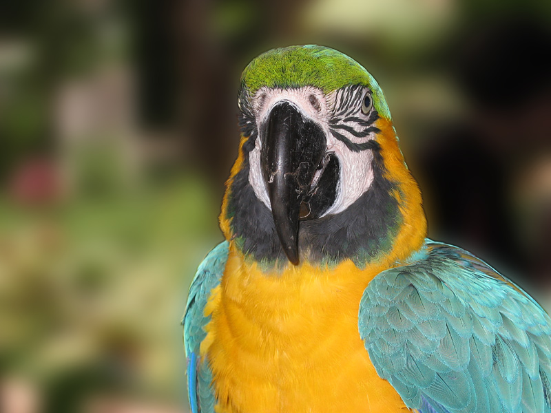 Parrot