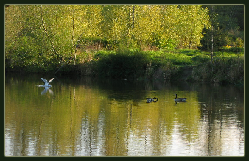 On Sunset Pond