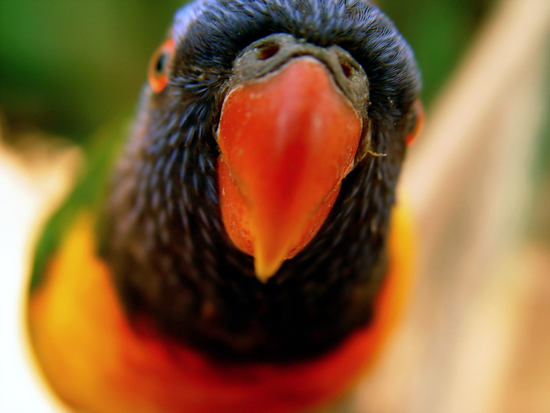 <b>Polly Wants What !</b><br><font size = 1>enoack