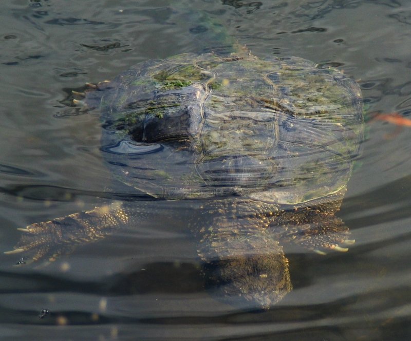 Turtle
