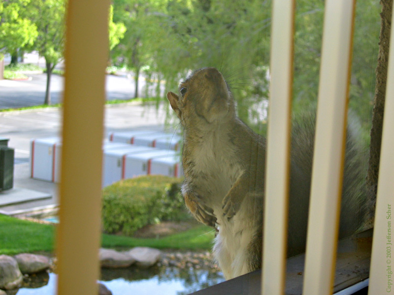 Window Inspector