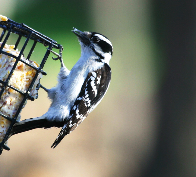 Downey Woodpecker