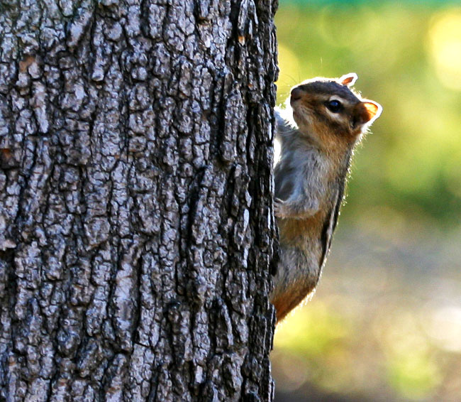 Chipmunk