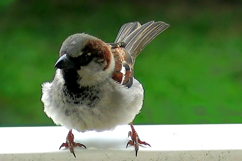 Sparrow