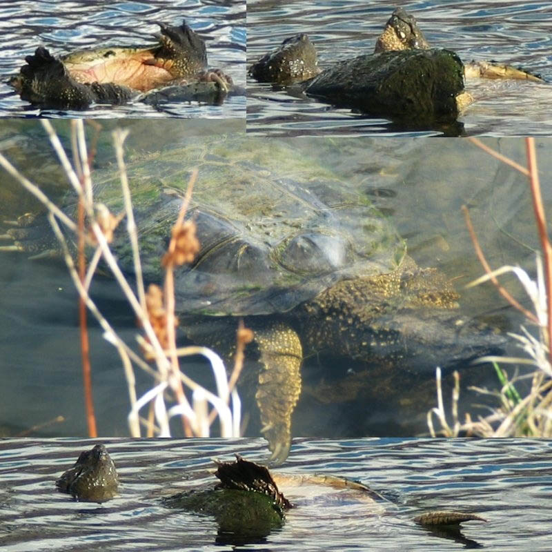 A Turtle Tale