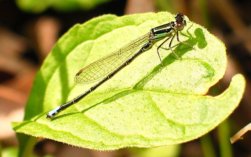 Dragonfly