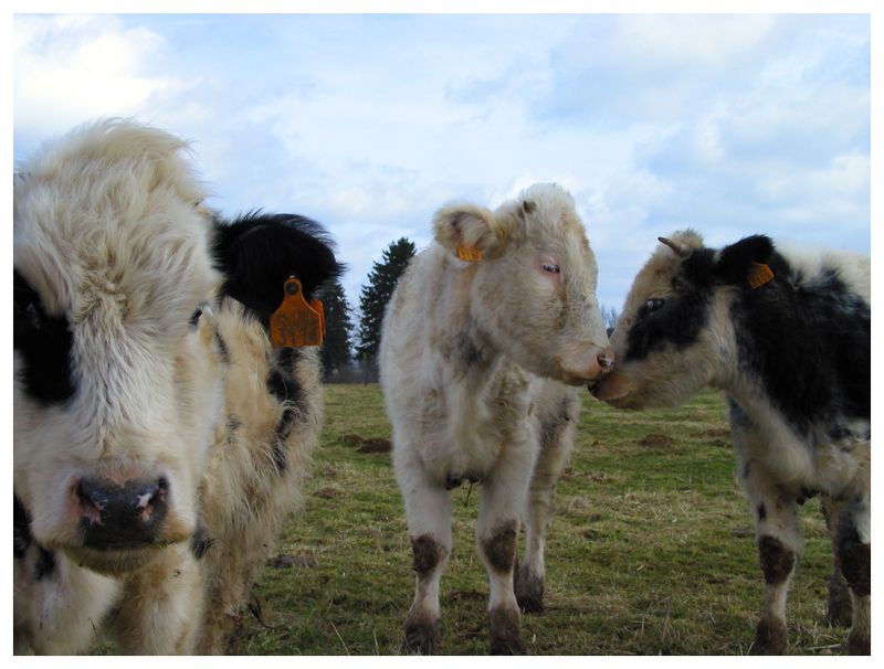 Three Cows