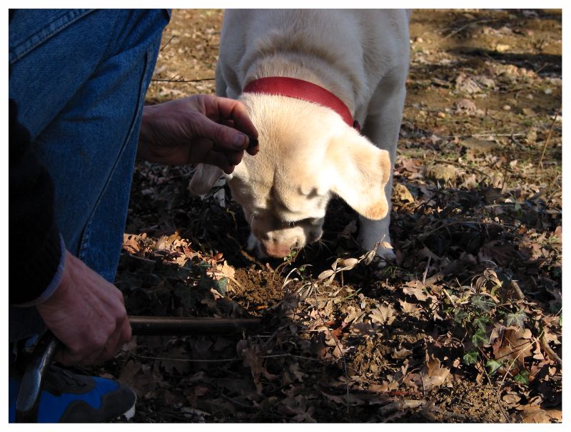French Truffles Dog