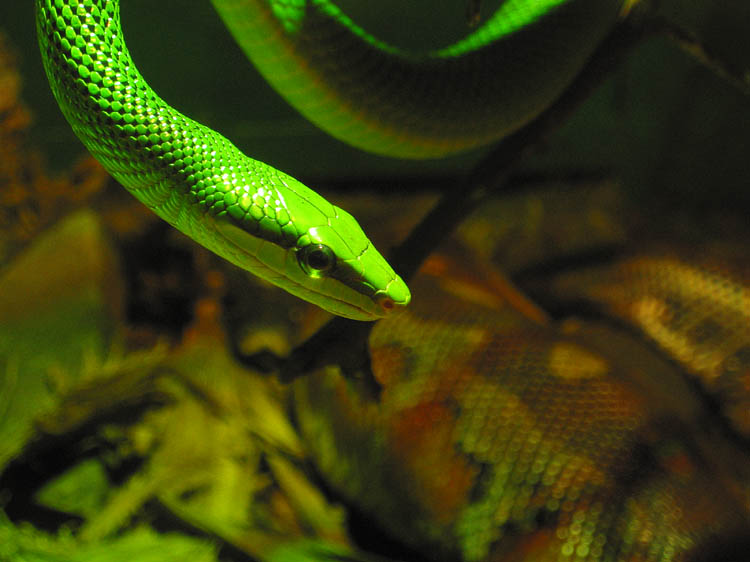Red-tailed Rat snake.jpg