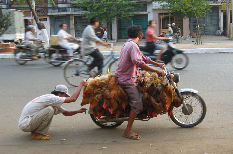 Chicken Farmer