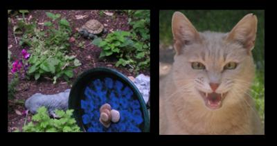 The neighborhood cat who trampled the catnip and knocked over the birdbath.