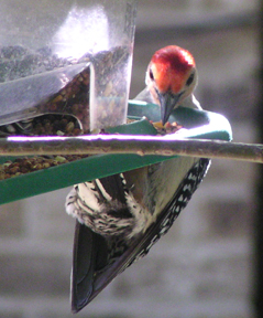 woodpecker