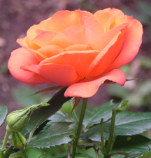 The roses are blooming.