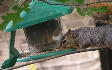 Squirrel INSIDE feeder!