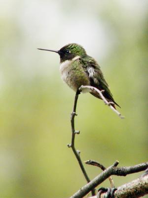 Female Ruby Throated Hummingbird