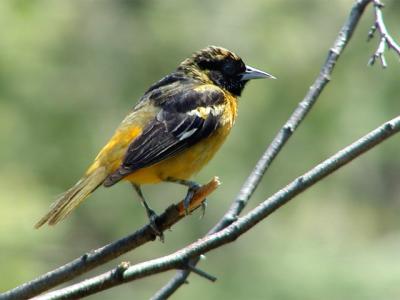 Female Northern Oriole