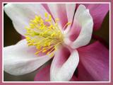Columbine Up Close