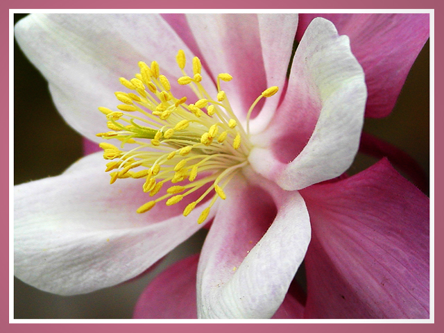 Columbine Up Close