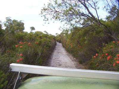 Bottlebrush