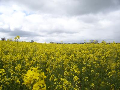 Canola fields