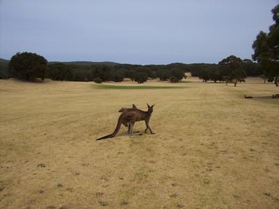 Roos on Little Grove Golf Course