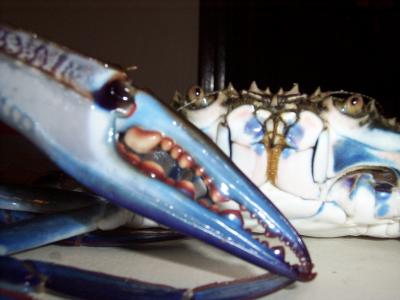 u27/dave_harfield/medium/16700131.PetsWildlifeBlueMannaCrab.jpg