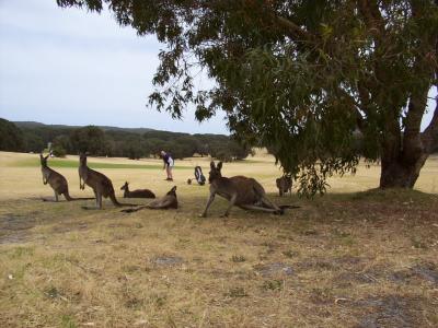 u27/dave_harfield/medium/16700141.PetsWildlifeRoosGolfcourse.jpg