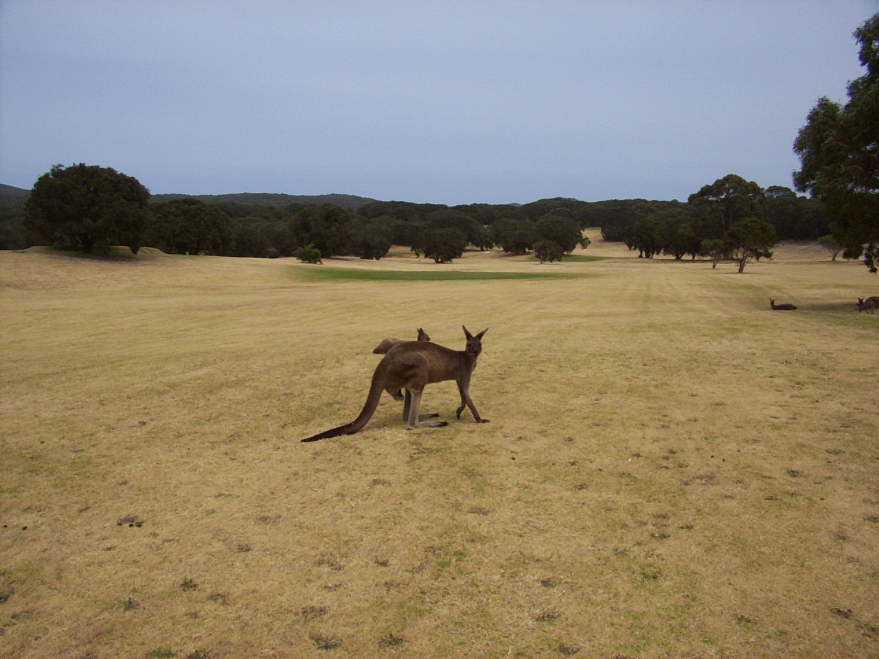 Roos on Little Grove Golf Course