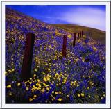 Wildflowers near Gorman, Old Ridge Route