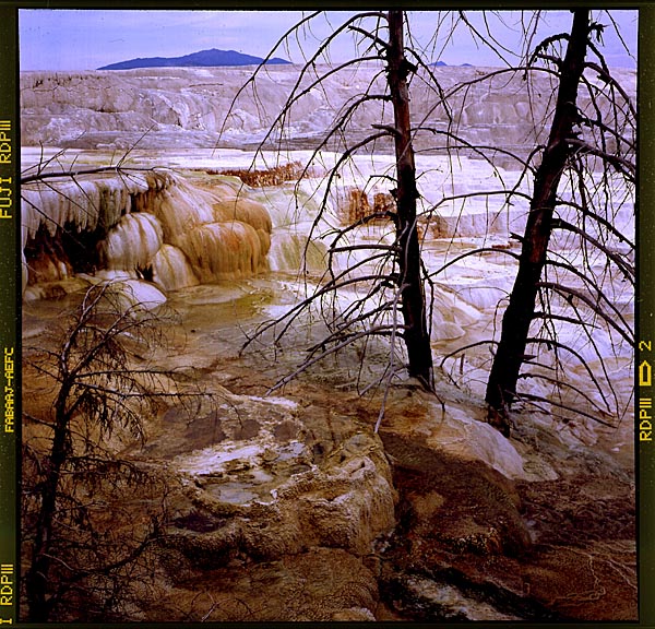 Canary Spring, Mammoth Hot Springs, Yellowstone