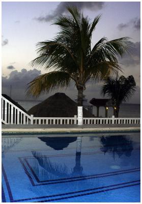 Palm Tree