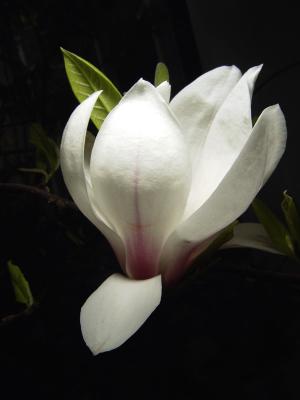 magnolia2.jpg