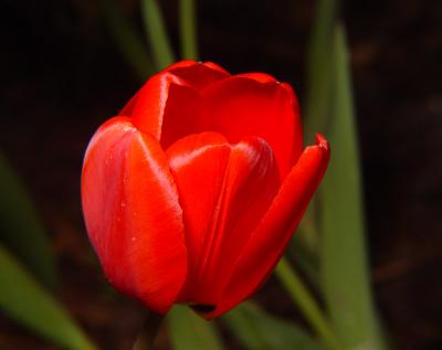 tulip875.jpg