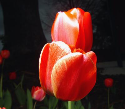 tulip878.jpg