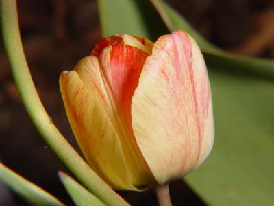 tulip884.jpg