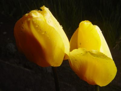 tulip935.jpg