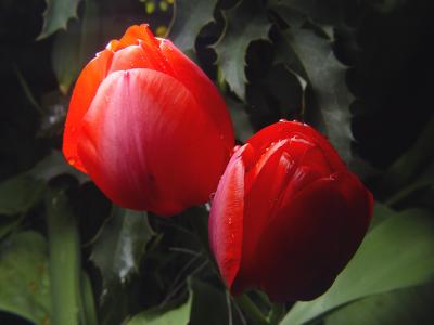 tulip953.jpg