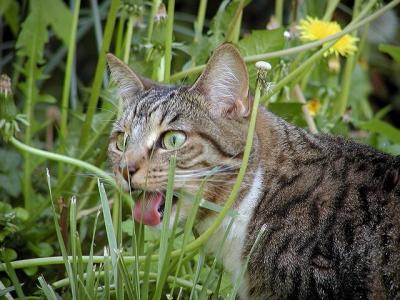 dixie tasted grass