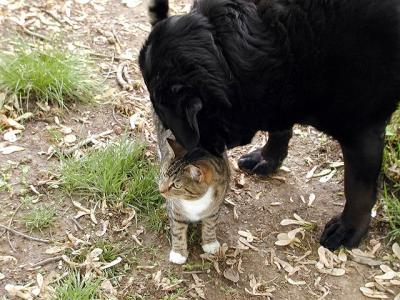 goliath and dixie rip