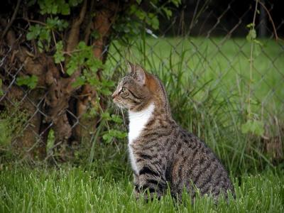 dixie in grass
