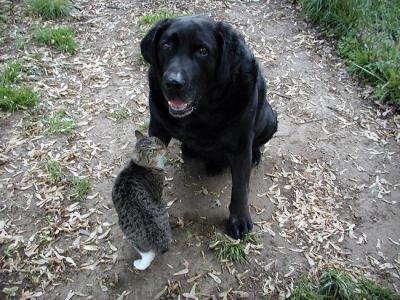 goliath and dixie rip