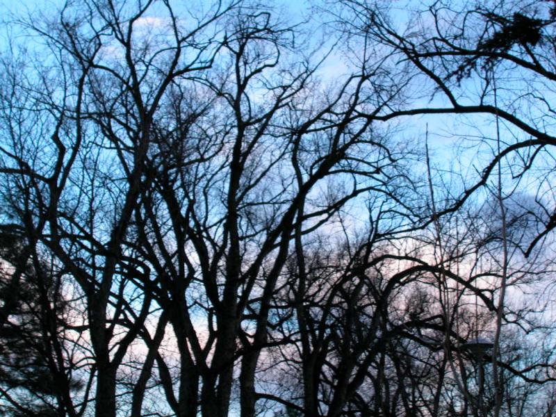 Dusk at Library Park