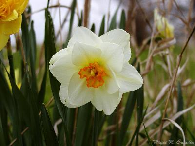 Daffodil White.jpg