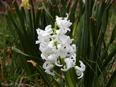 Hyacinths.jpg