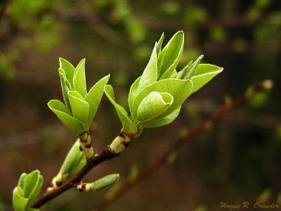 Tree Buds.jpg