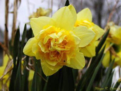 Daffodil Compound.jpg
