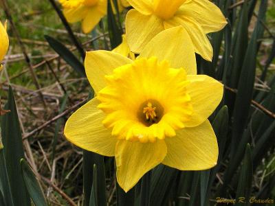 Daffodil Dk Yellow.jpg