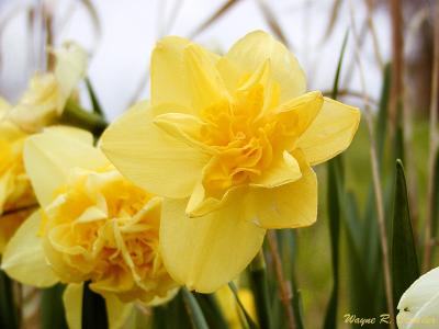 daffodil.jpg