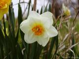 Daffodil White.jpg